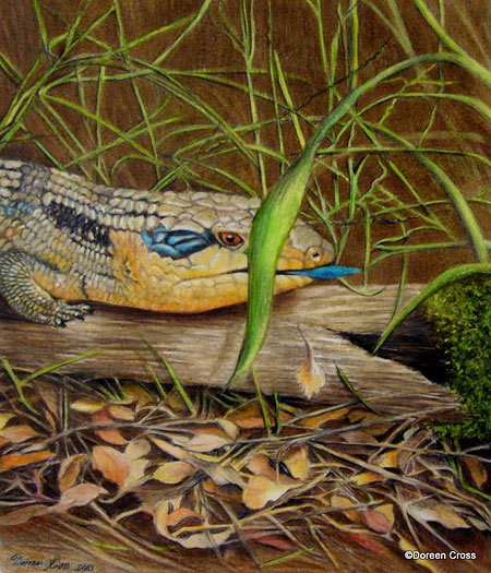 多琳·克罗斯的蜥蜴画