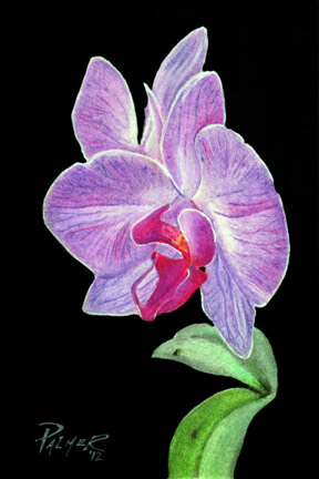 Orchid Drawing Allen Palmer