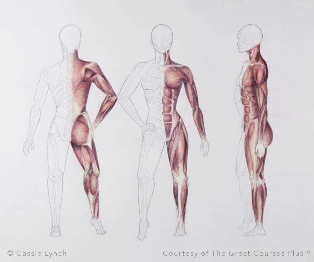 如何画人物的骨骼和肌肉