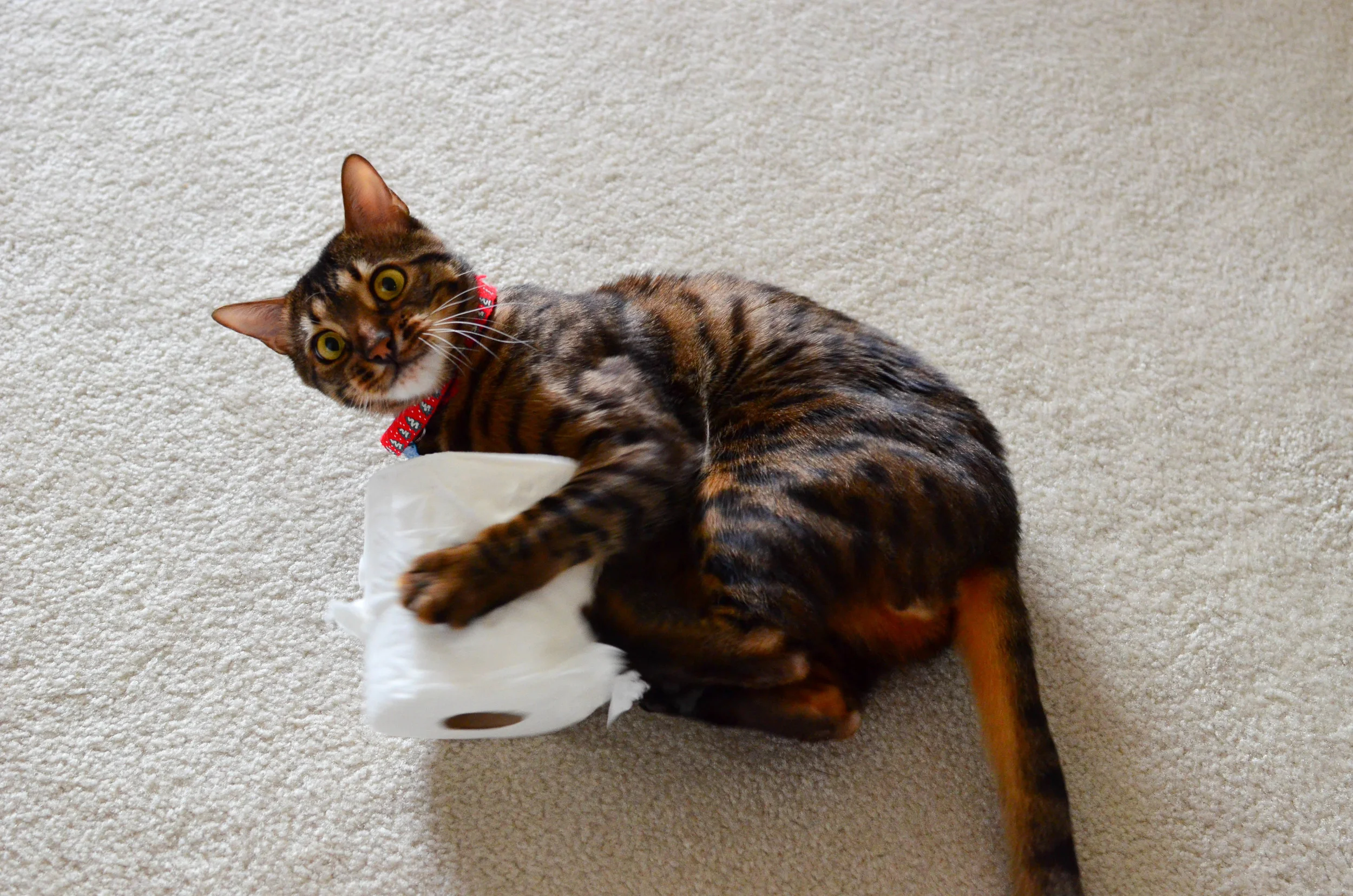 The Buddy (Copper the Bengal Cat)