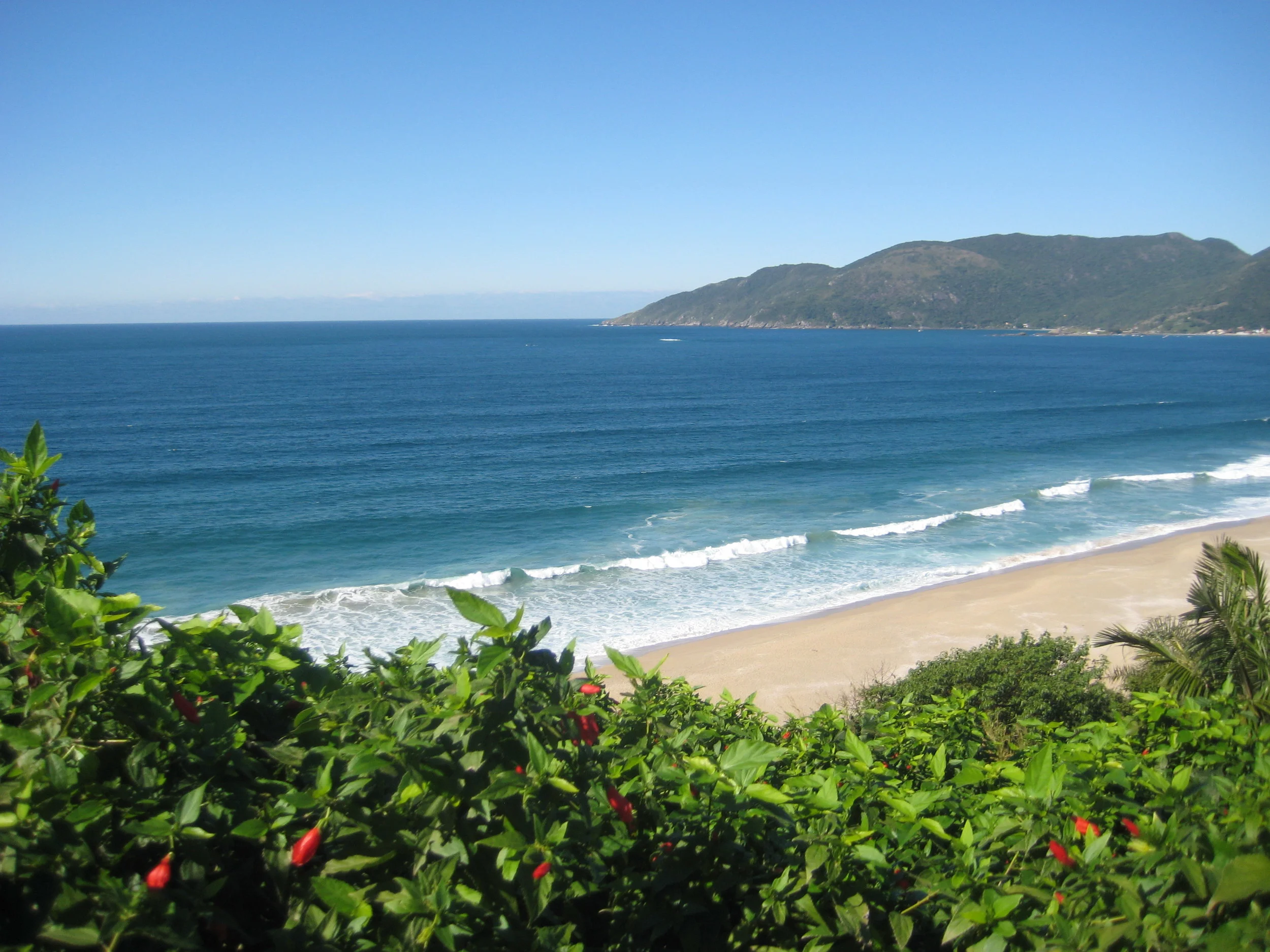 I love clean beaches, don't you? Let's keep them beautiful and take care of the wildlife. Florianopolis, Brasil
