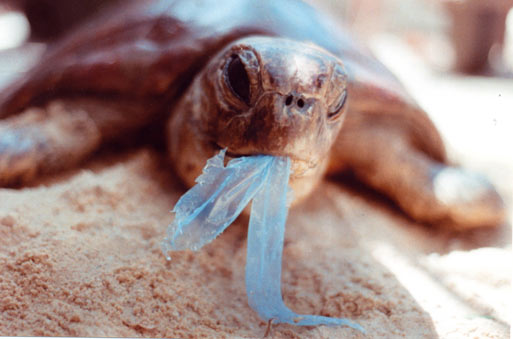  photo b-e-a-c-h.org where sea turtles mistake them for jelly fish. They ingest plastic bags and die.&nbsp; 