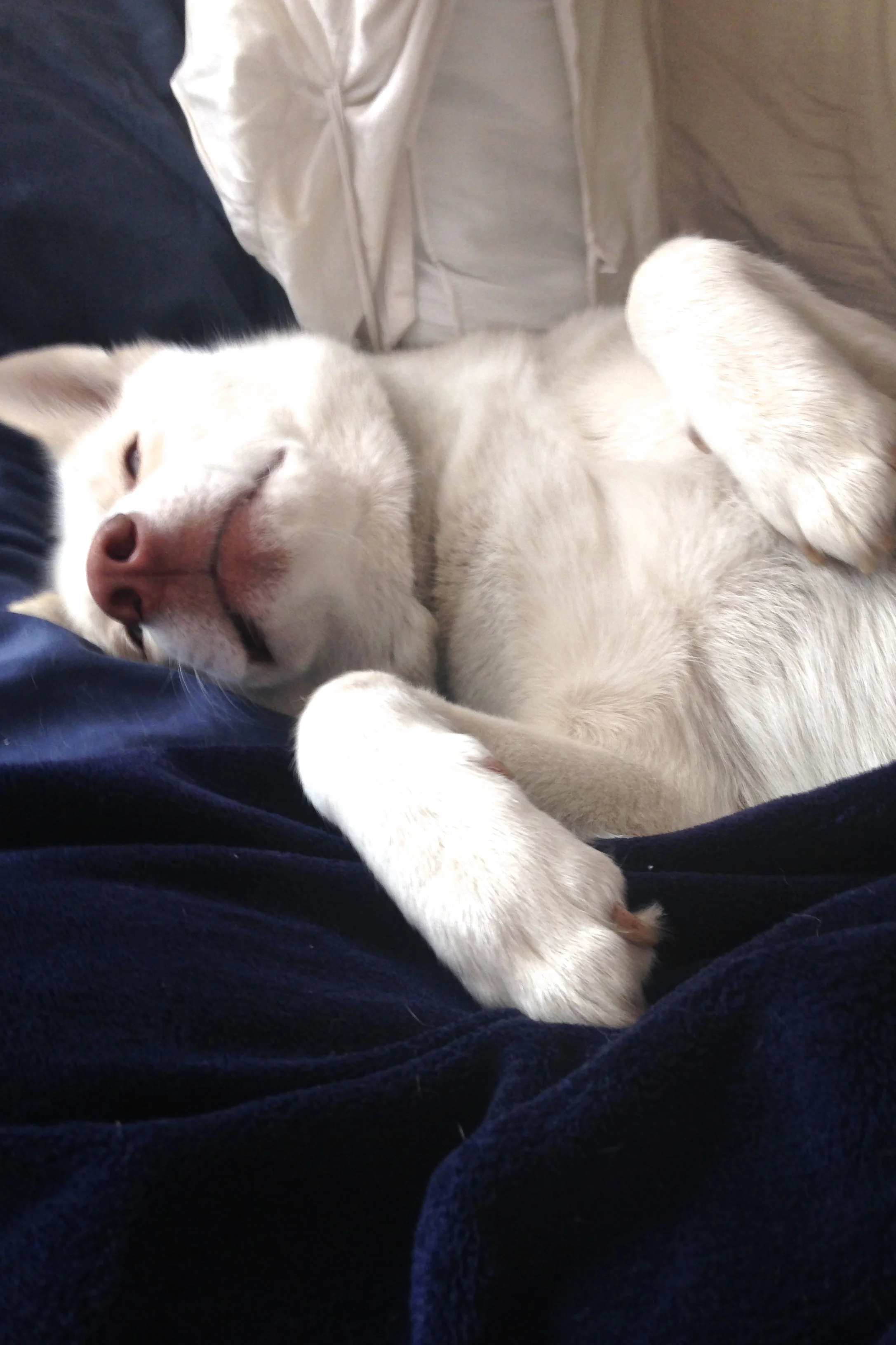 What do you mean - this isn't my bed??? 