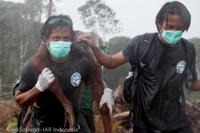 Orangutan's being rescued from the destruction of their habitats to make way for palm oil plantations. Photo from: eia-international.org