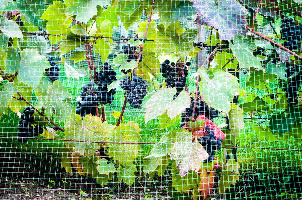 captured_grapes.jpg