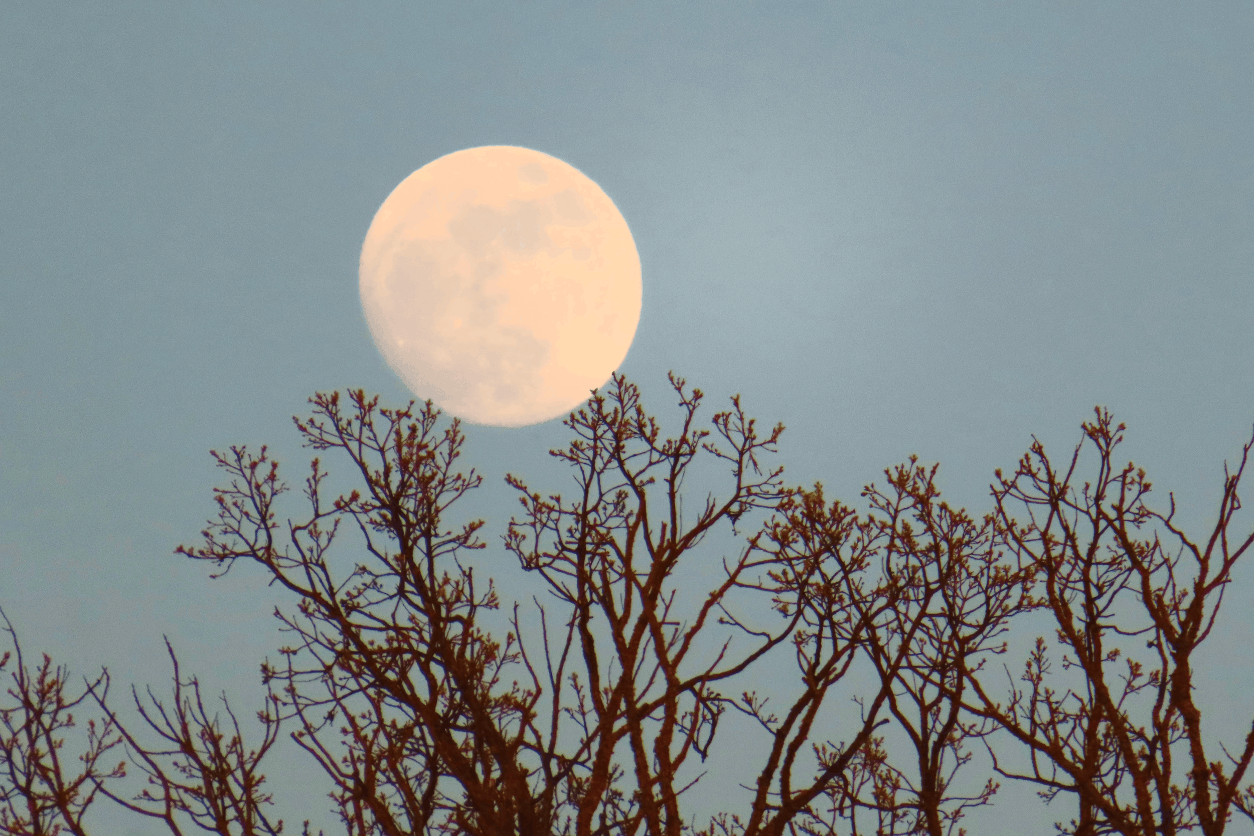 cheval moon (1).png