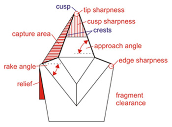 Eight functional parameters are depicted schematically for a cusp/crest structure, such as the paracone with pre- and postparacristae.