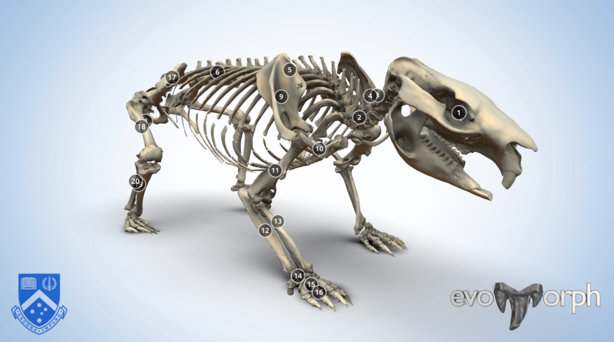 Skeletons in 3D — Evans EvoMorph Lab