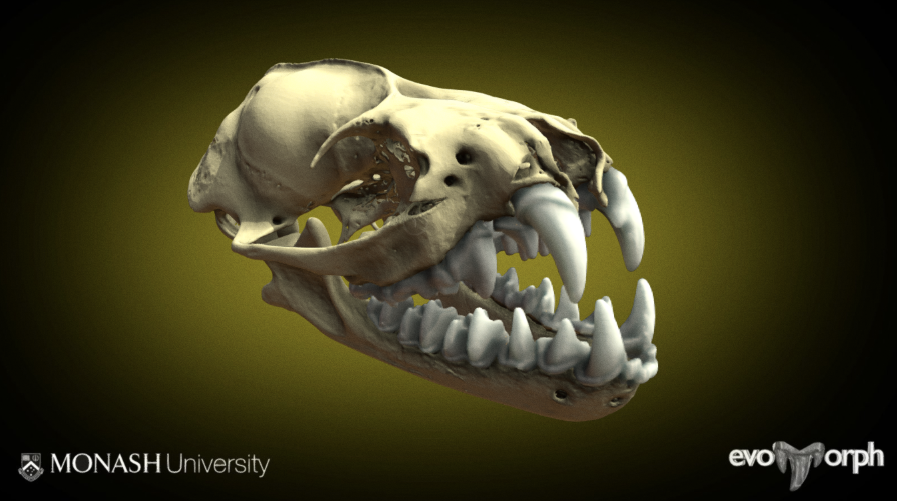 Teeth in 4D — Evans EvoMorph Lab