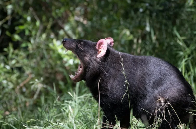 Bones and all: see how the diets of Tasmanian devils can wear down their sharp teeth to blunt nubbins