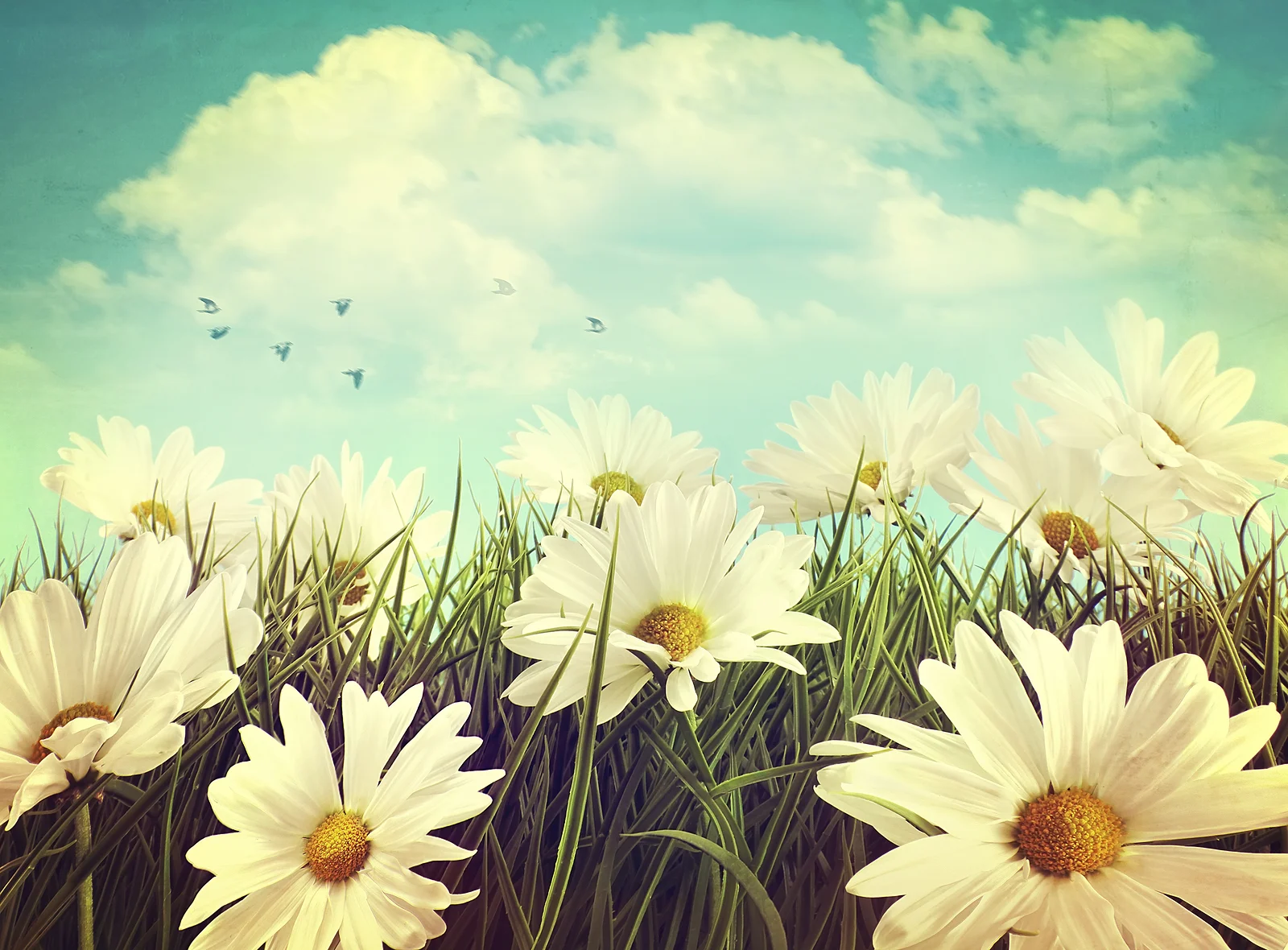 outside daisy.jpg