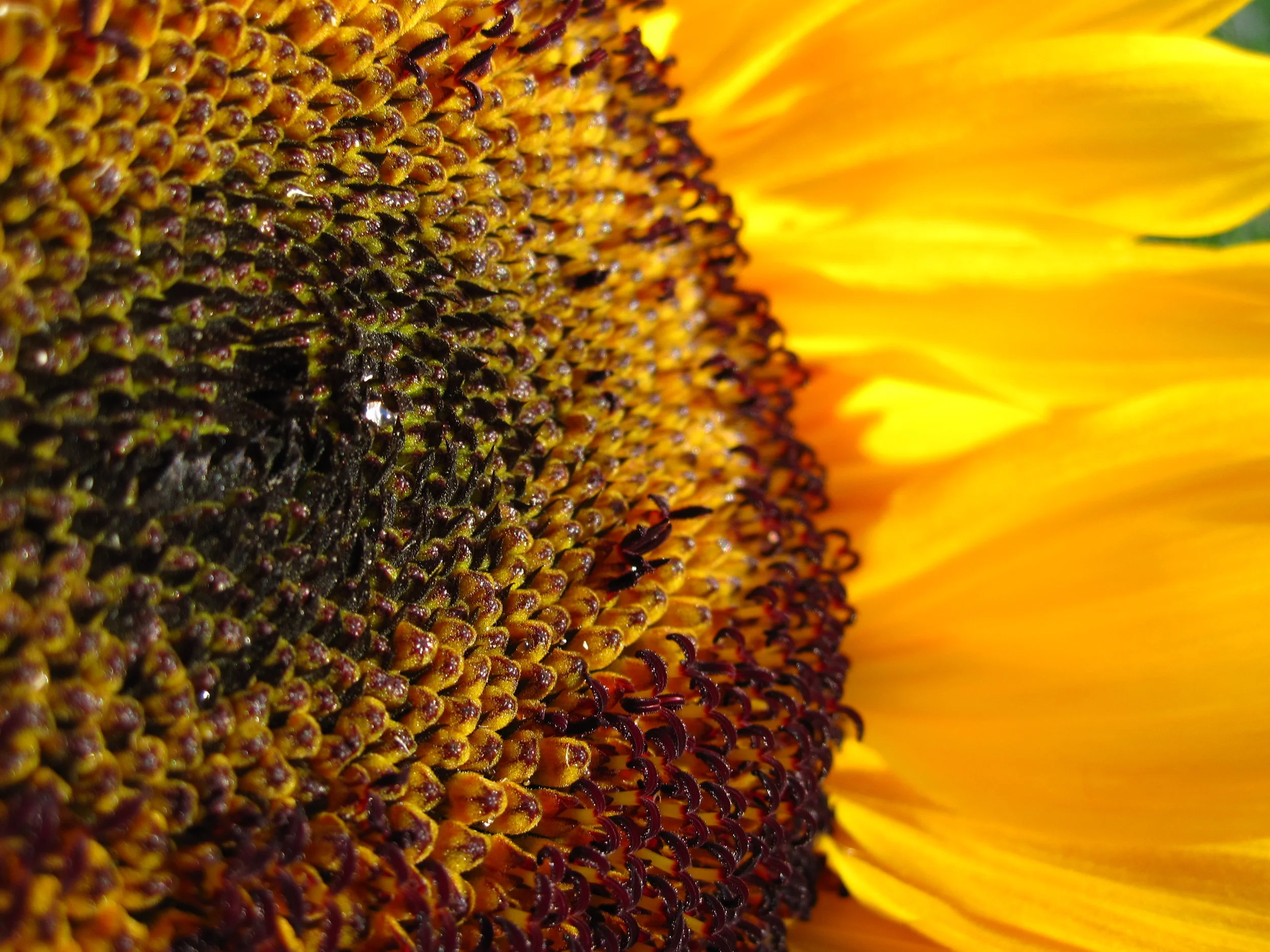 Seeds of life