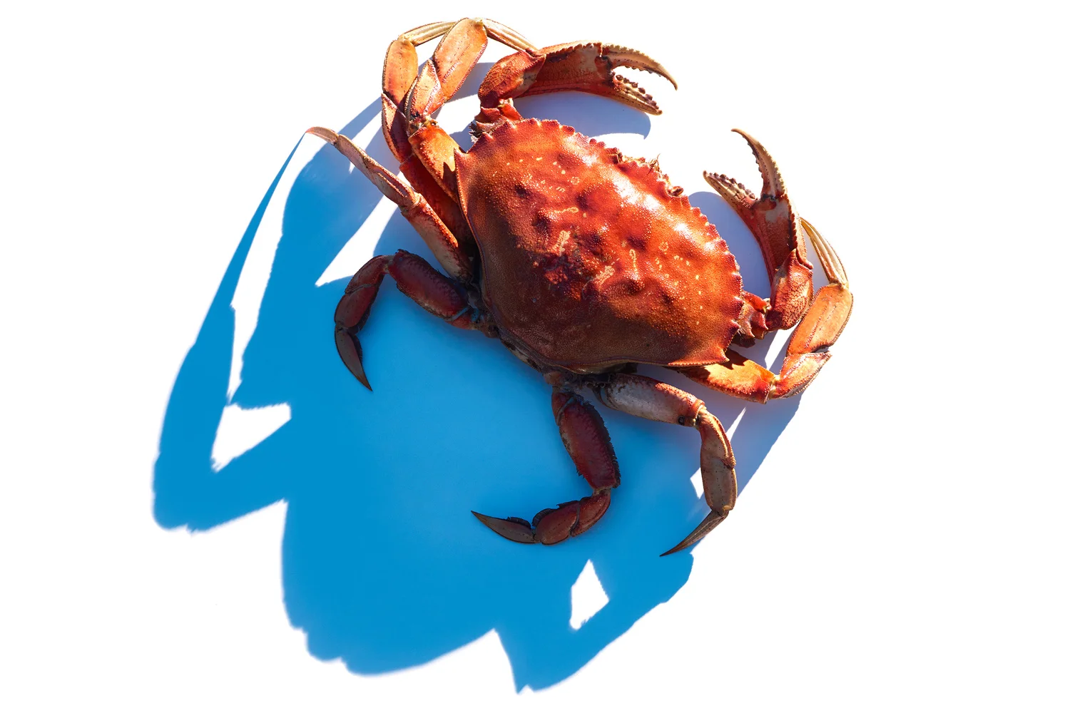 Seafood_10.jpg