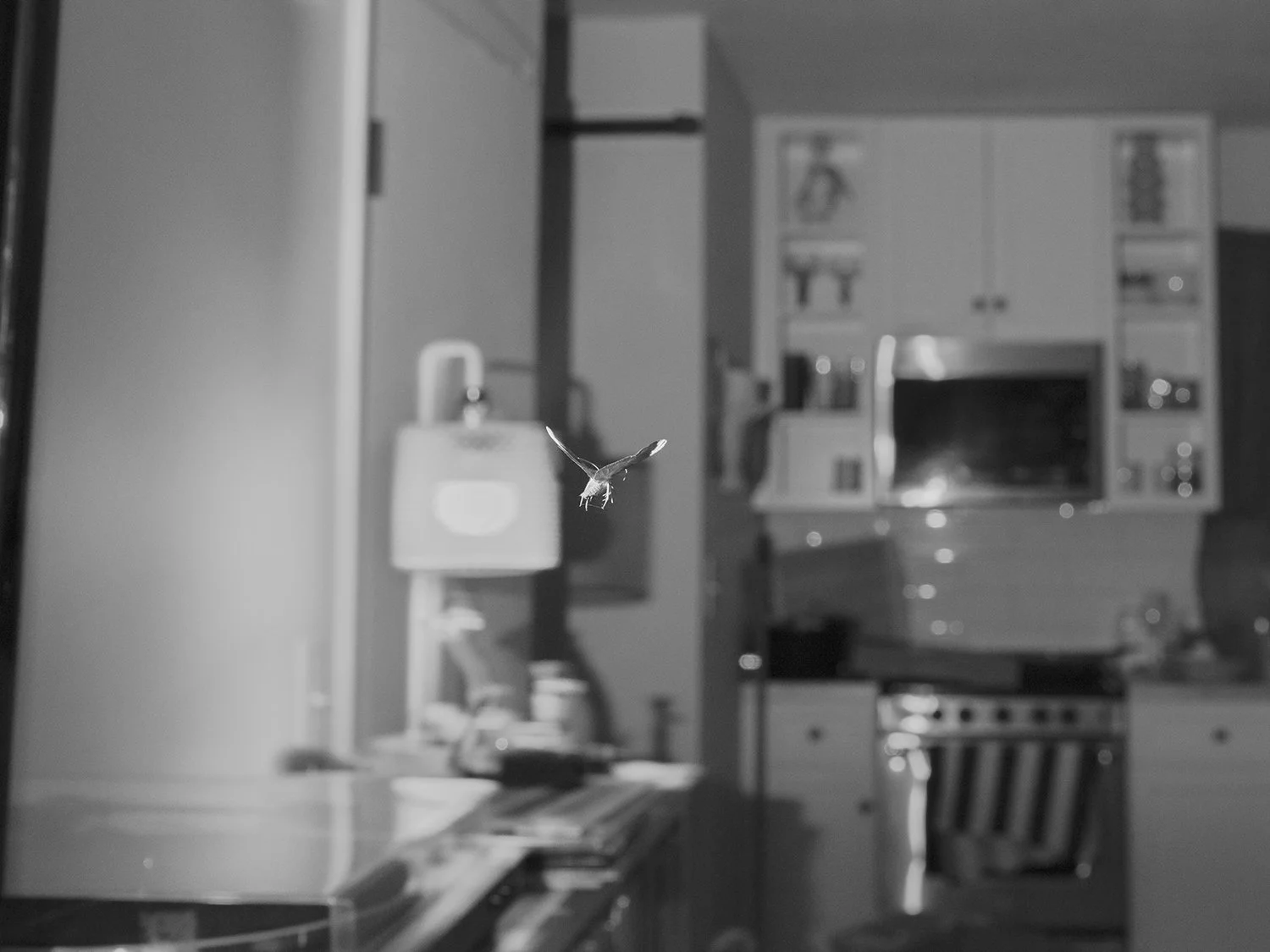 _DSF2450_web.jpg