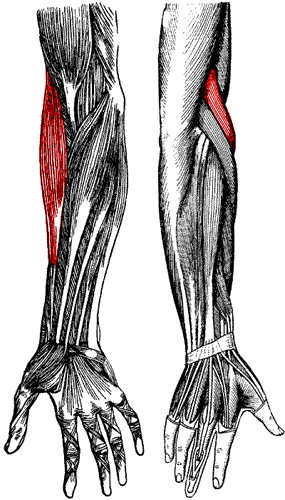 brachioradlialis.gif