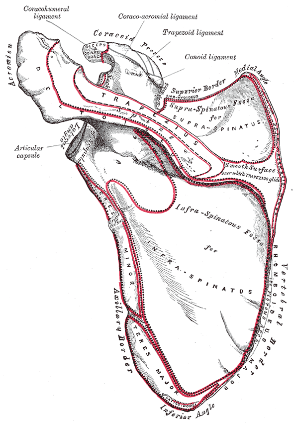 Scapula, posterior View. Click to enlarge.