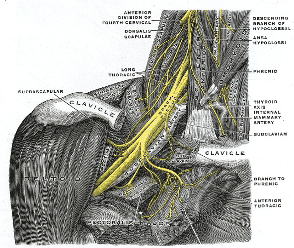 Compression of the brachial plexus is a key symptom of TOS. Click for full-sized view.