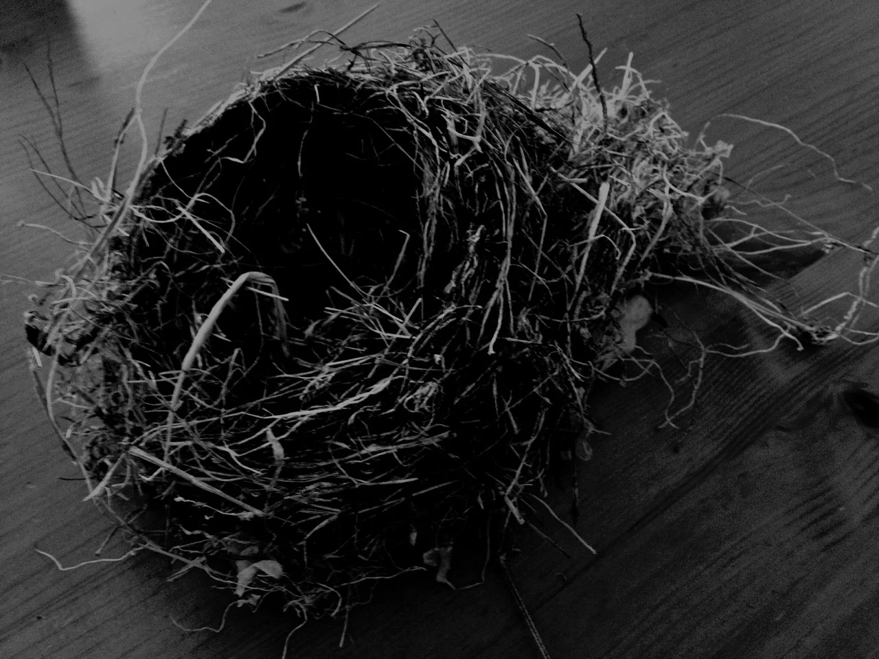 nest.jpg