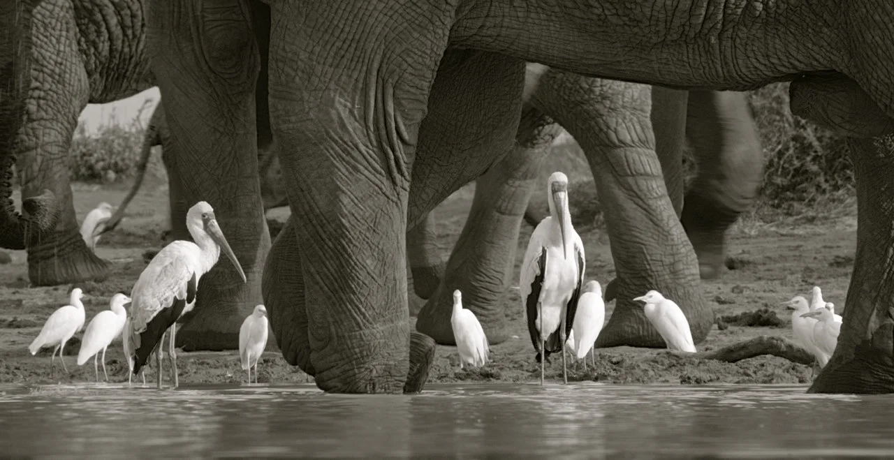 Parable of Three Blind Men and an Elephant