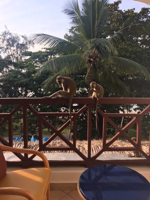 Monkeys enjoying their breakfast which they got from the dining hall!