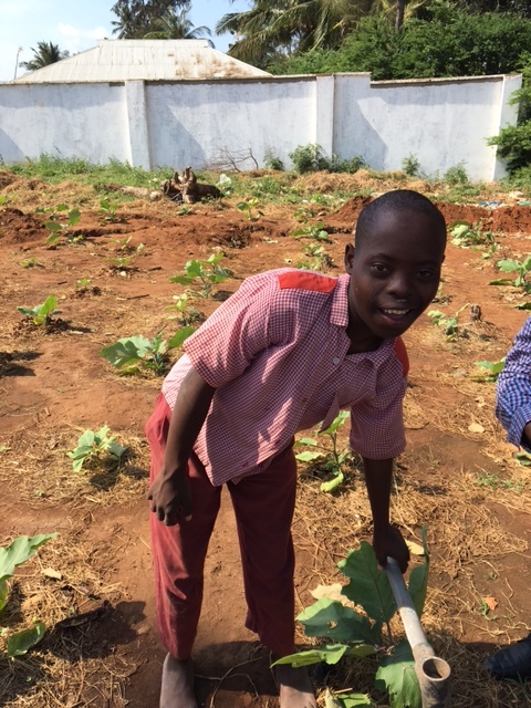 Hanzi's row in their vegetable garden.