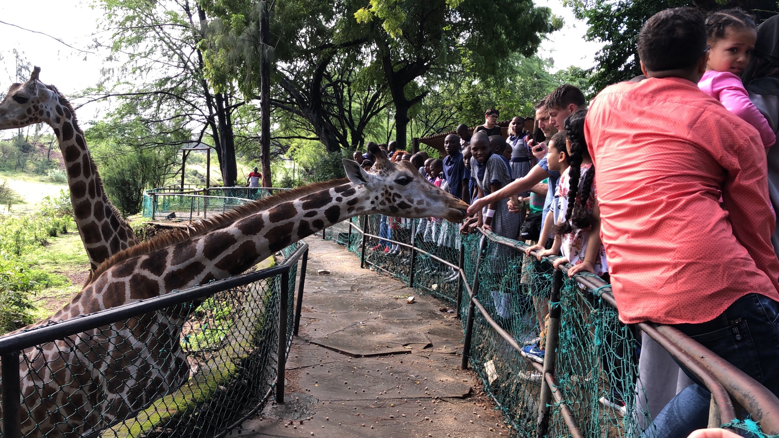 Feeding giraffes