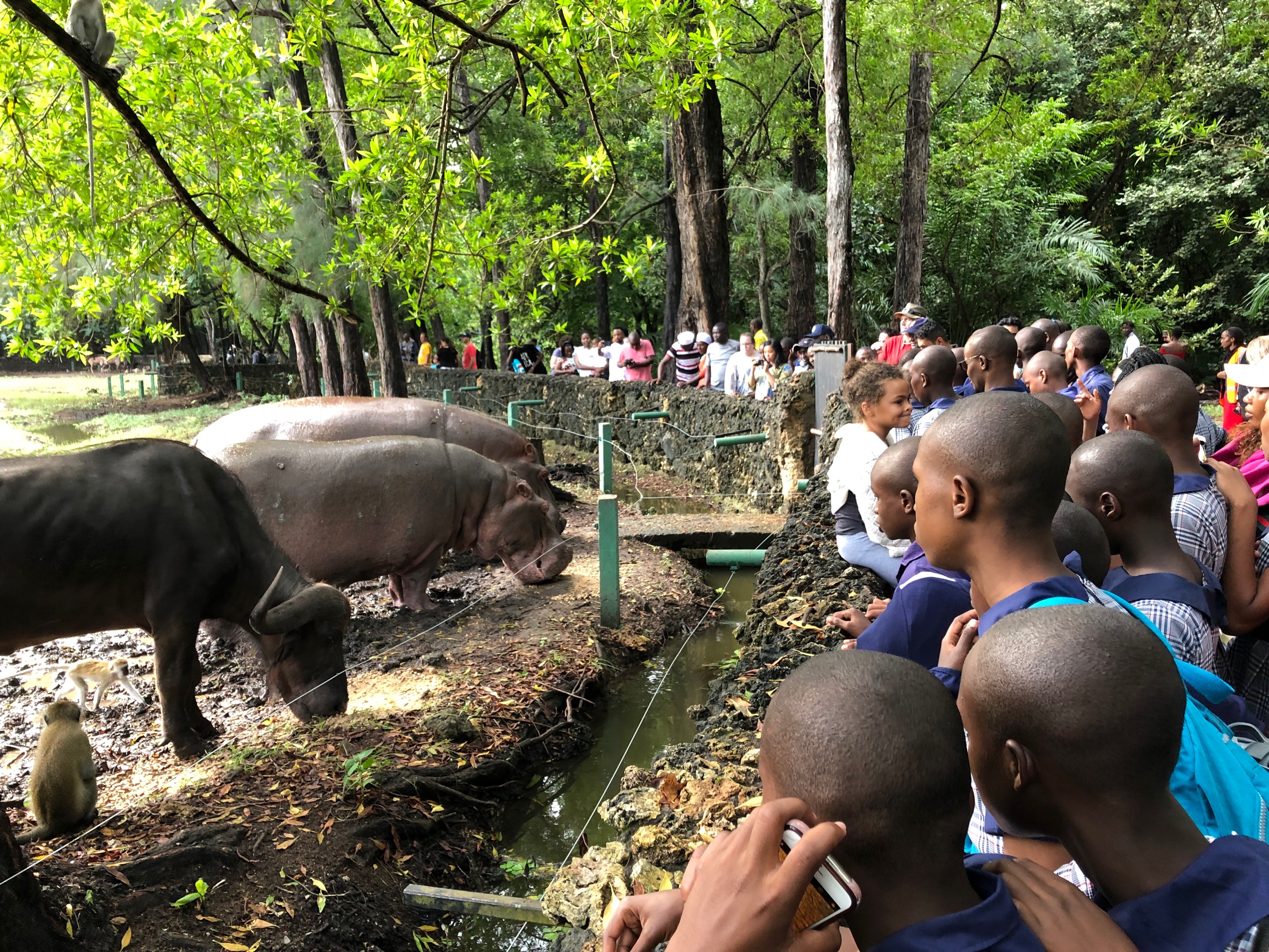 Hippos and water buffalo