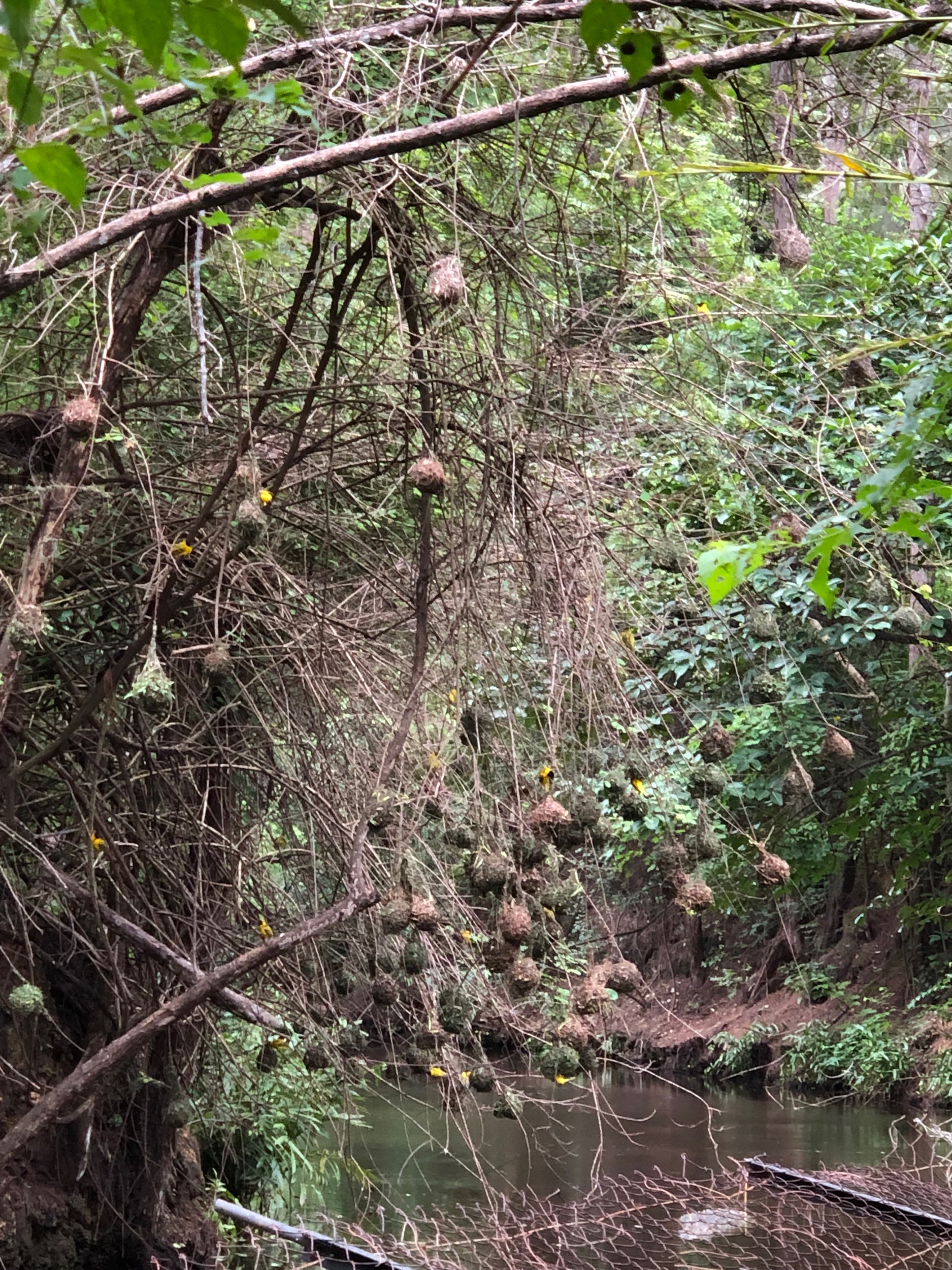 River birds and their nests