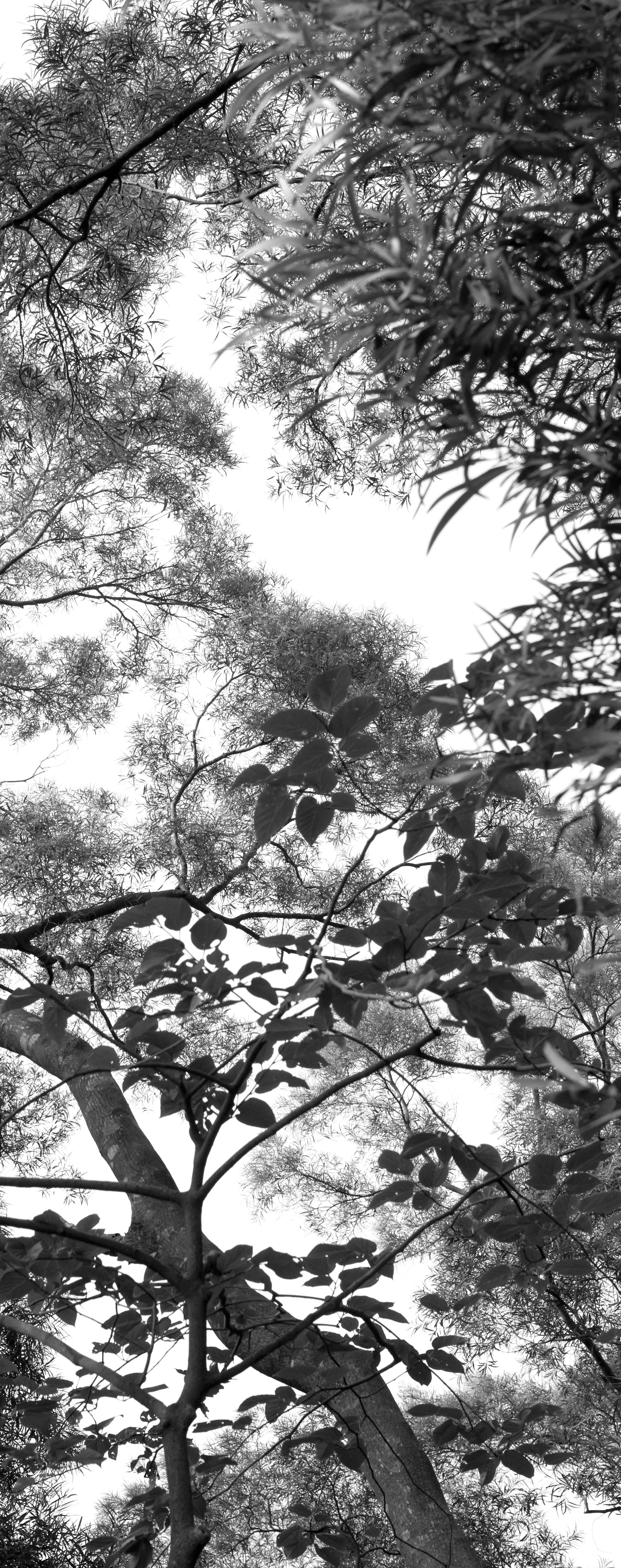 Black Tree 9.jpg