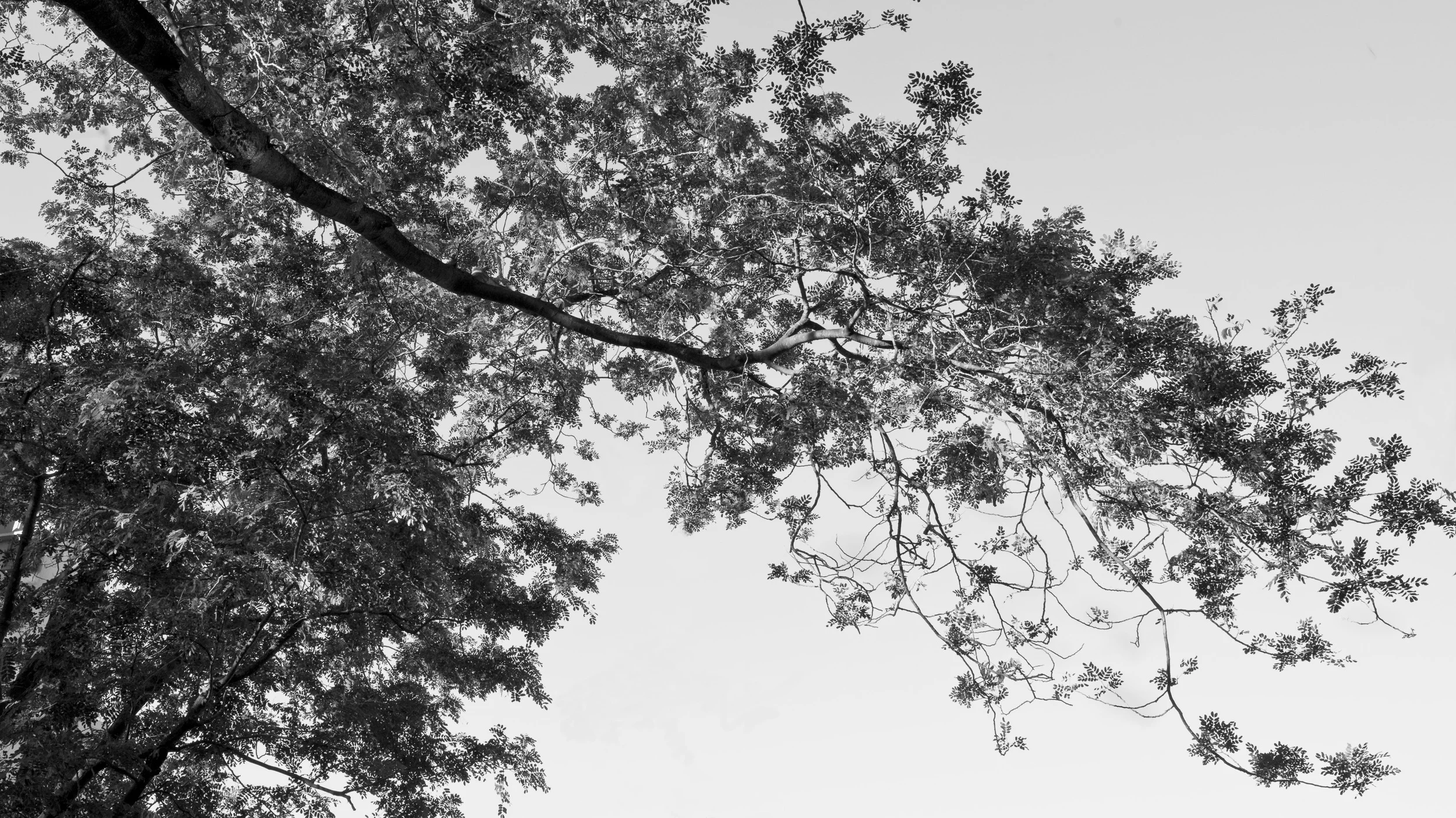 Black Tree 4.jpg