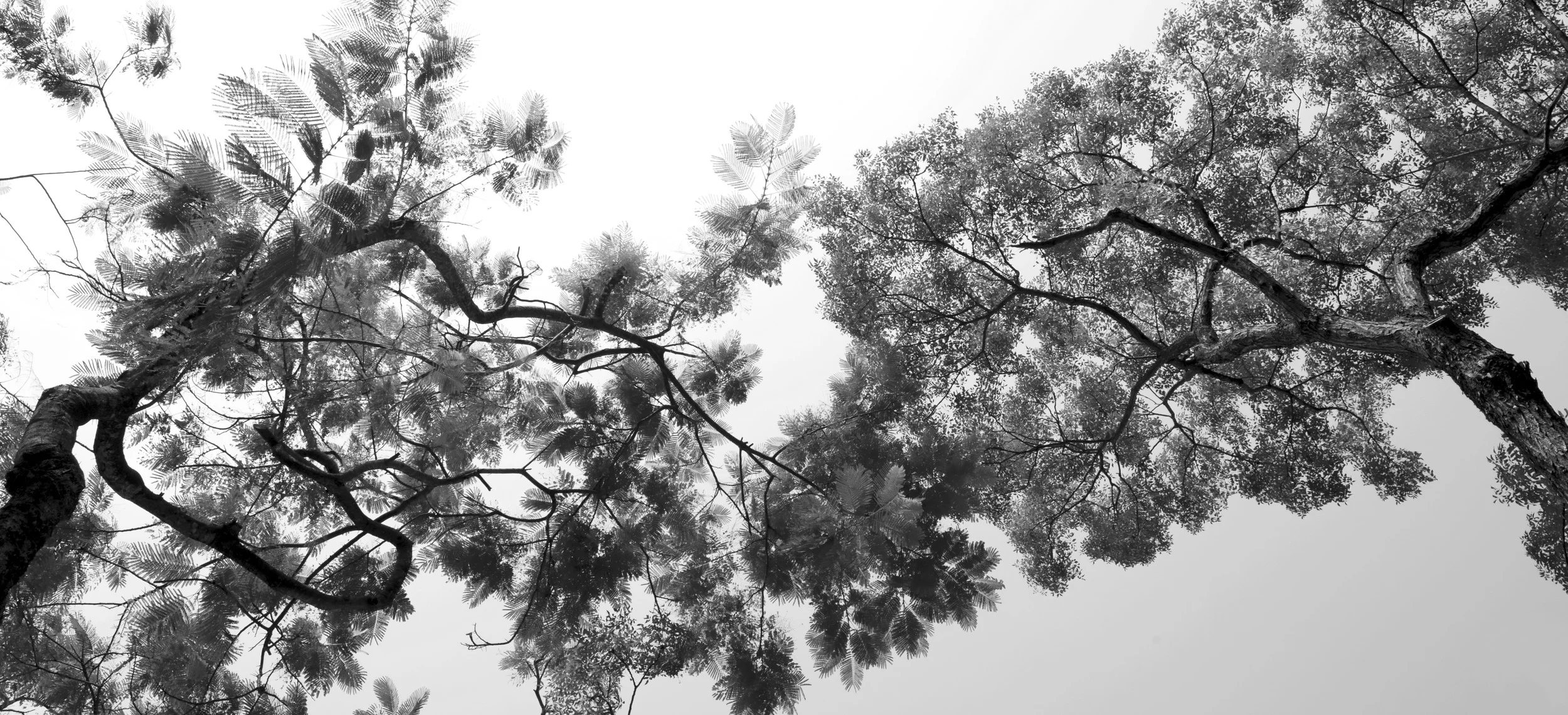 Black Tree 7.jpg
