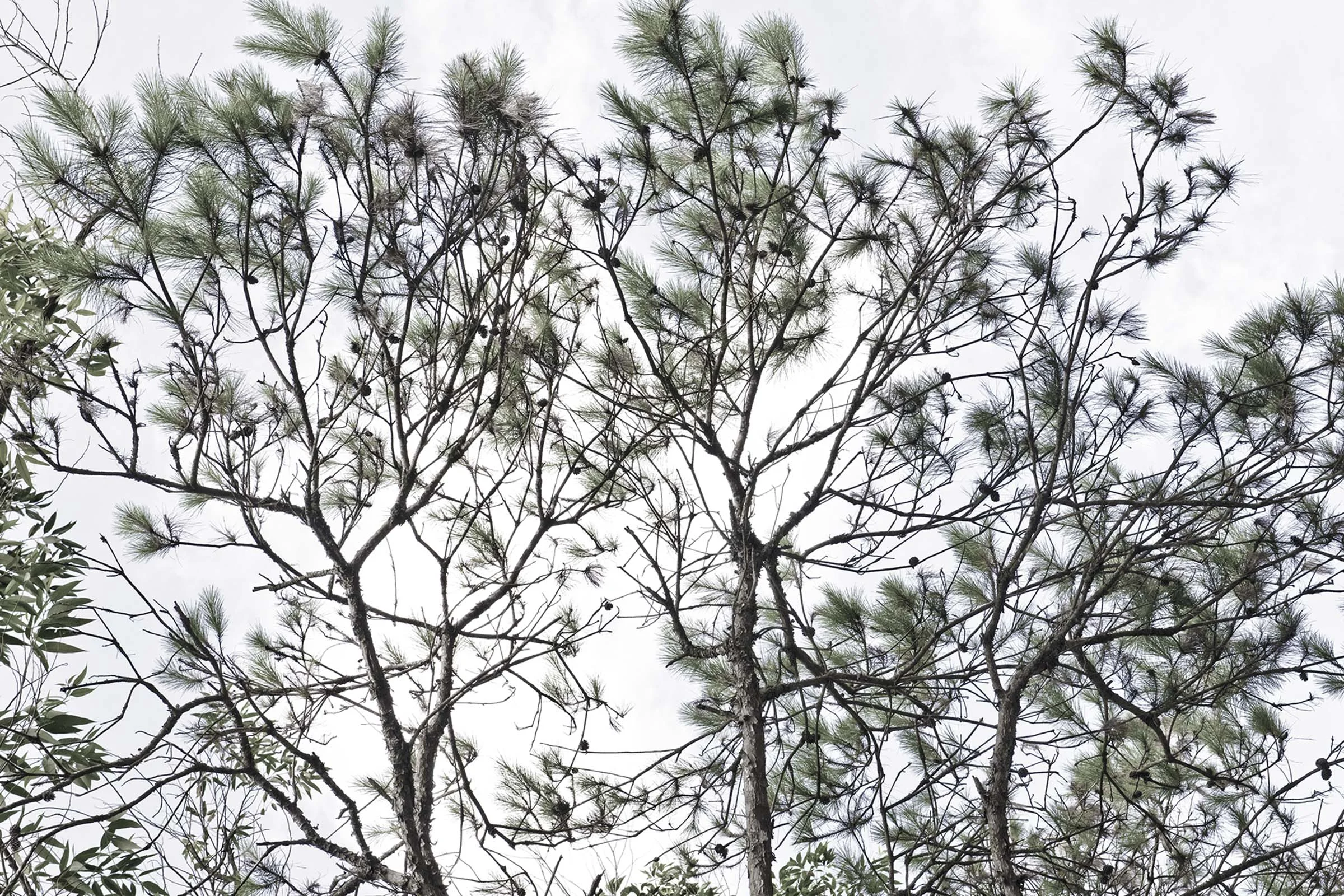 M Trees 2.jpg