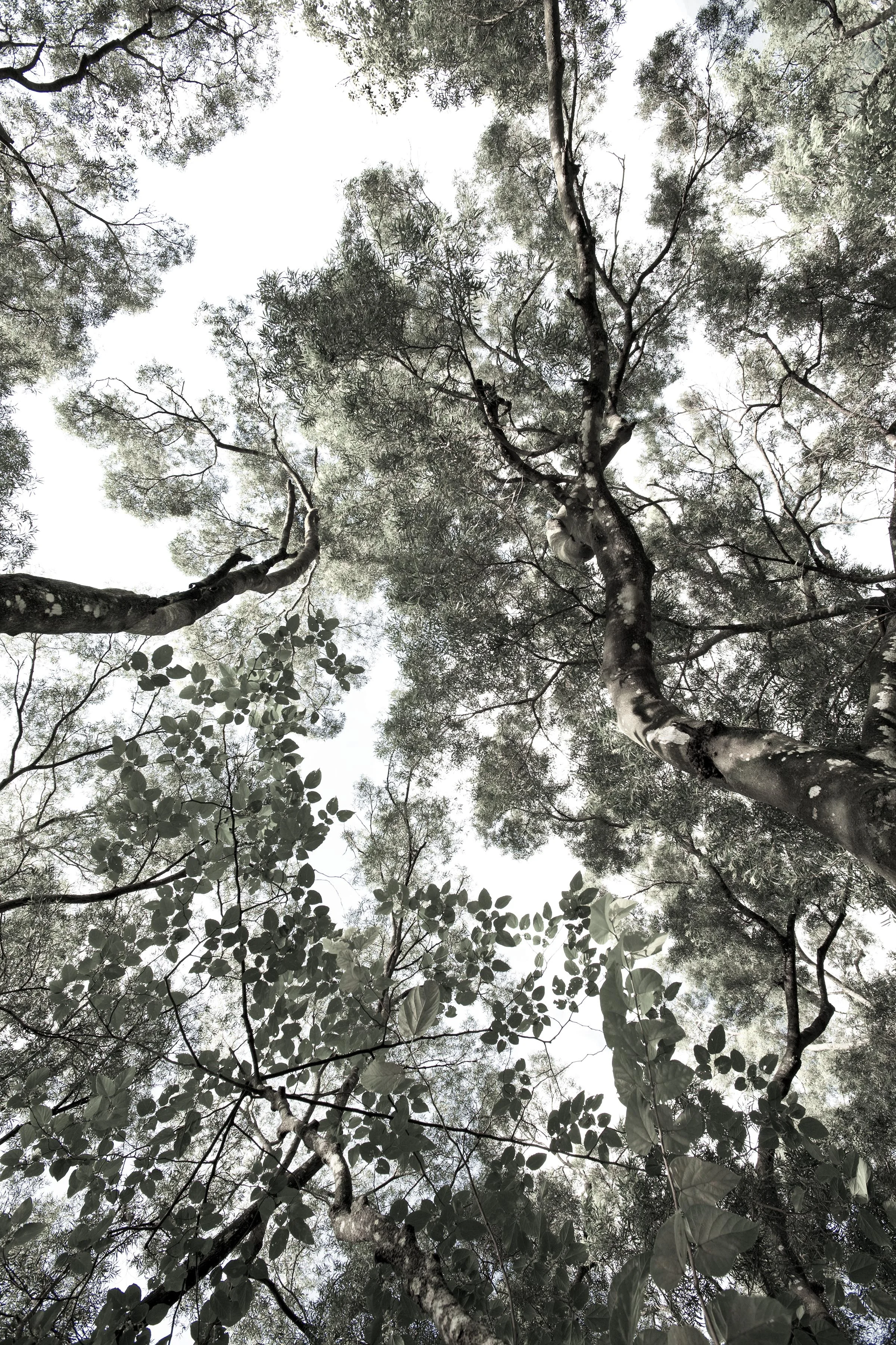 M Trees 4.jpg