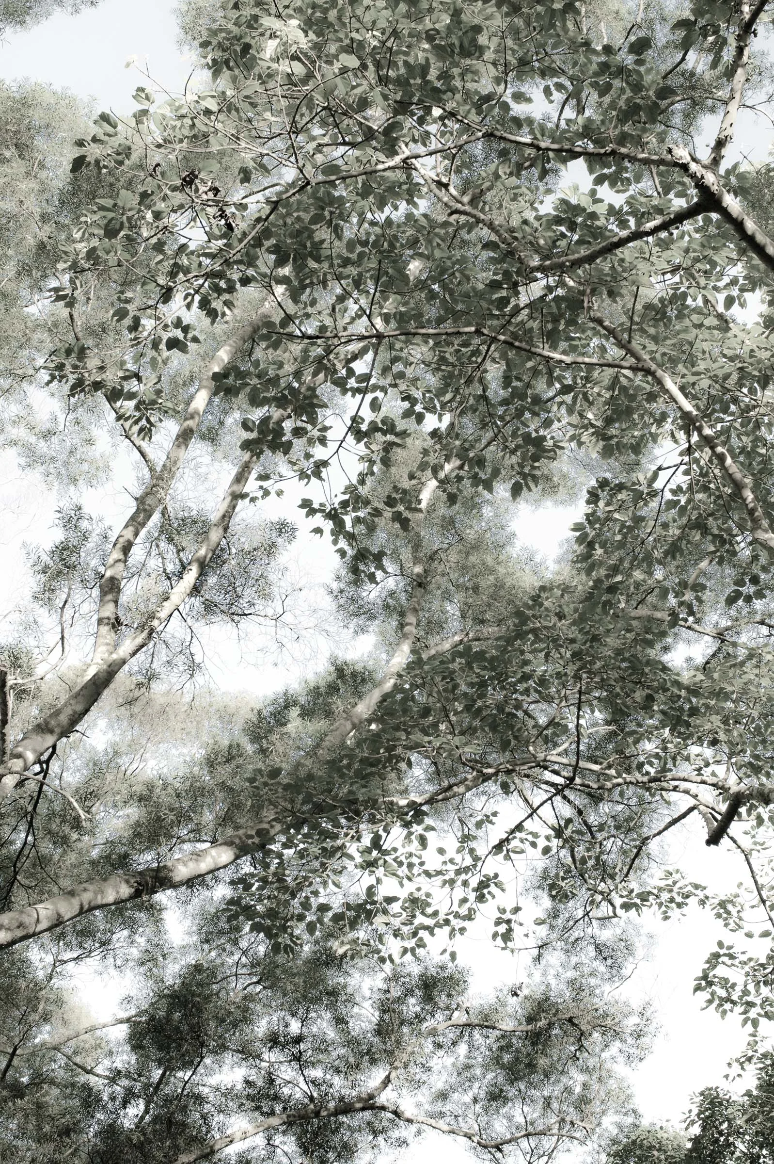 M Trees 1.jpg