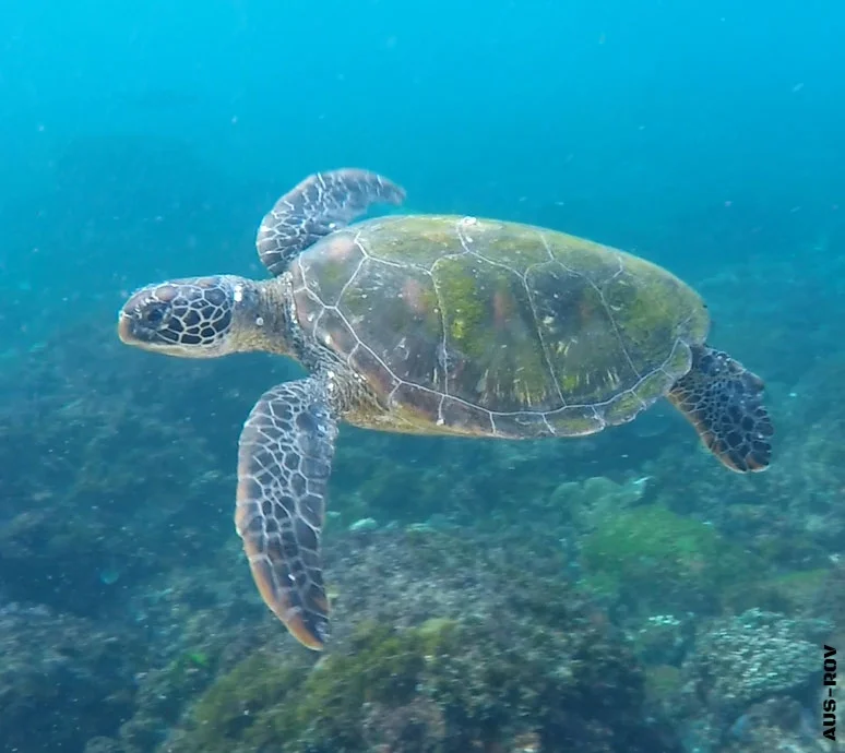 AUS-ROV Remote Operated Vehicle ROV Underwater Inspection and ...