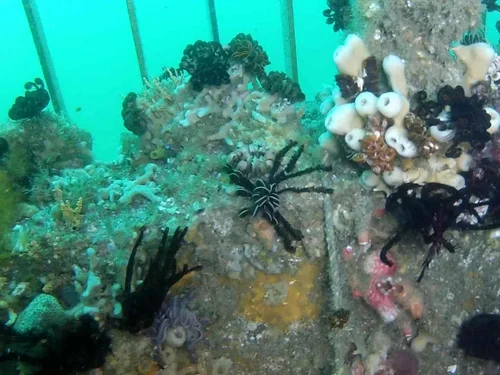 SEPTEMBER 2012 GILBERT DIVING &amp; AUS-ROV COLLABORATION FOR GOLD COAST DESALINATION ALLIANCE