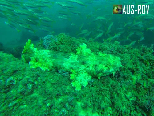 APRIL 2014 AUS-ROV FILM TRANSECTS TO CONDUCT SPECIES IDENTIFICATION SURVEY OF THE AUSTRALIAN COASTLINE FROM MIAMI TO SOUTHPORT ON QUEENSLAND'S GOLD COAST