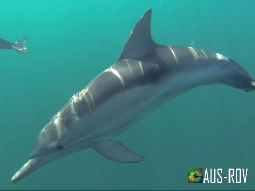 Aus-Rov Wallaroo SA.jpg