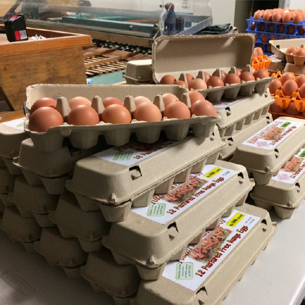 Forest Dam Pastoral Co.