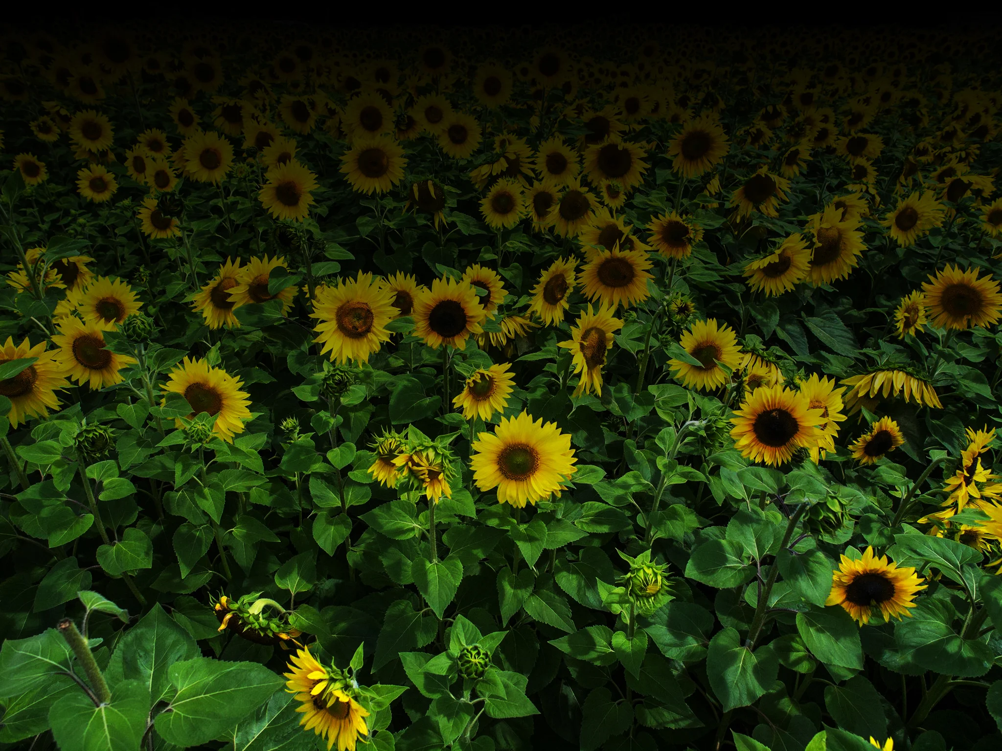 ReActivate Home Page_Banner_Get Sunflowered_02.jpg