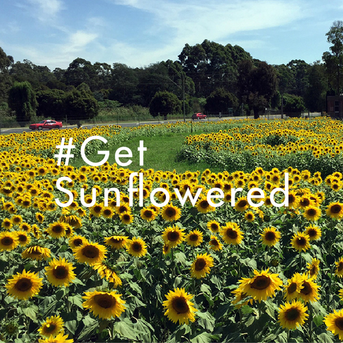 ReActivate_Website_LandingPage_Get+Sunflowered.png