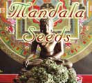 California cannabis seed companies