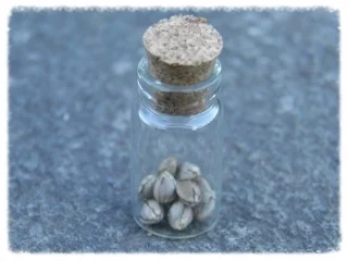 Cannabeizein Seeds