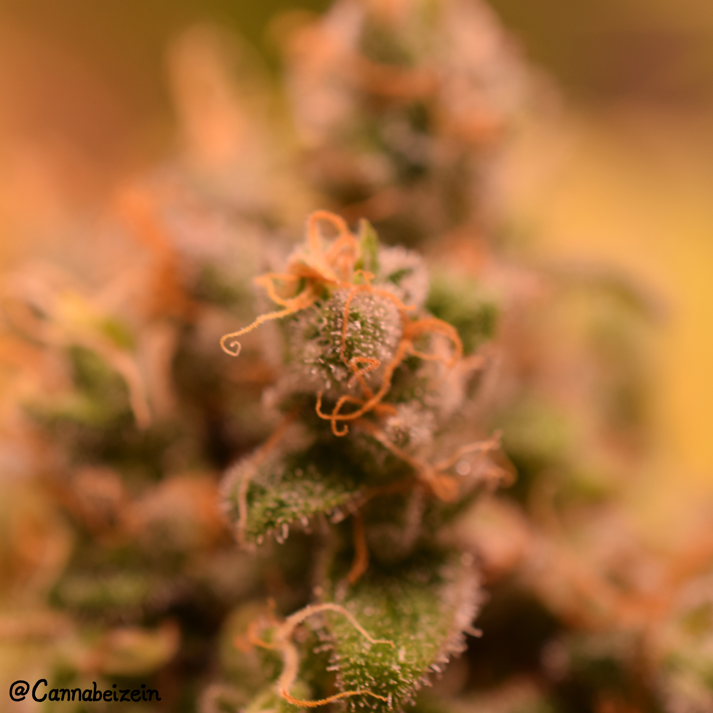 "Chuy" Tree of Life X Jesus OG Close Up