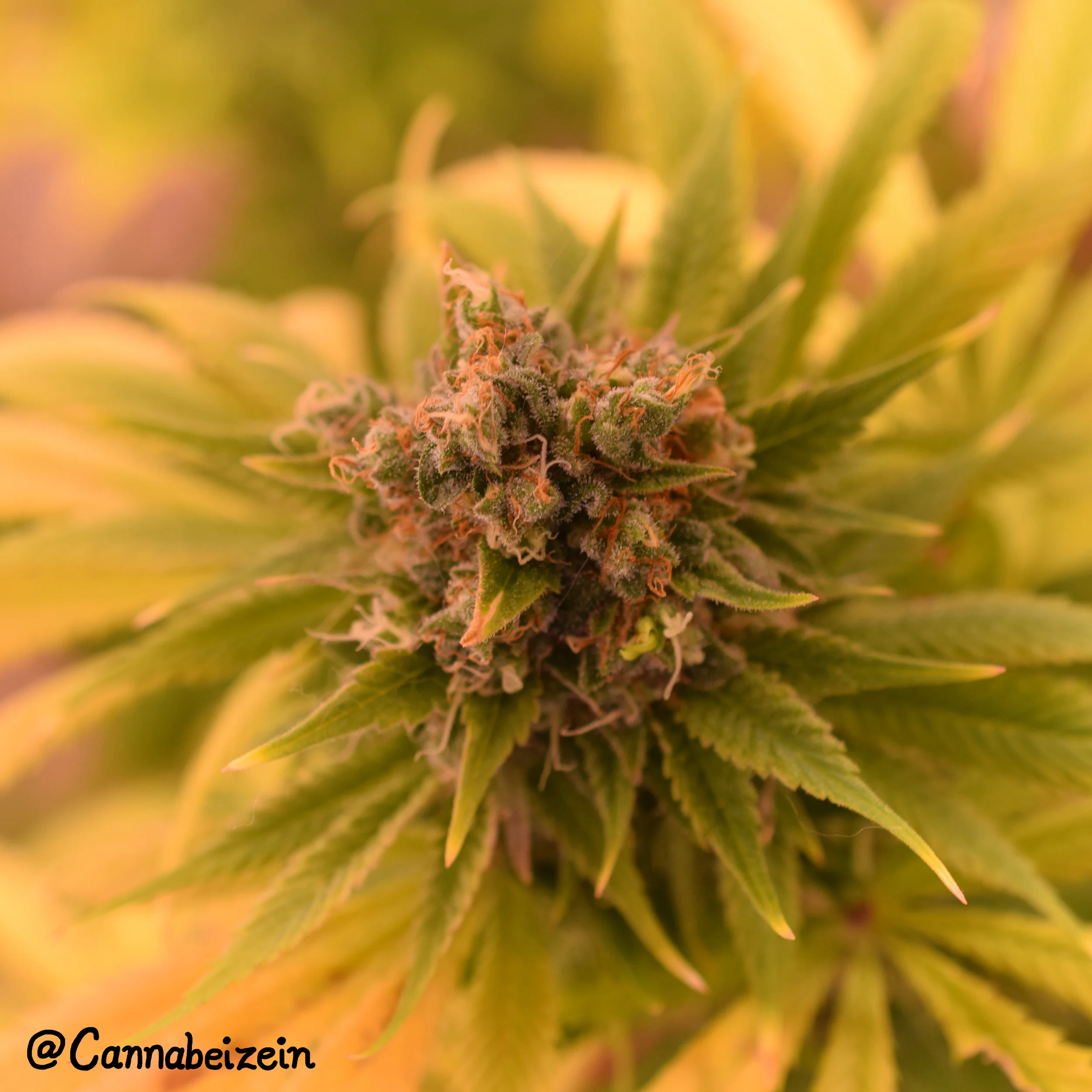 "Chuy" Tree of Life X Jesus OG
