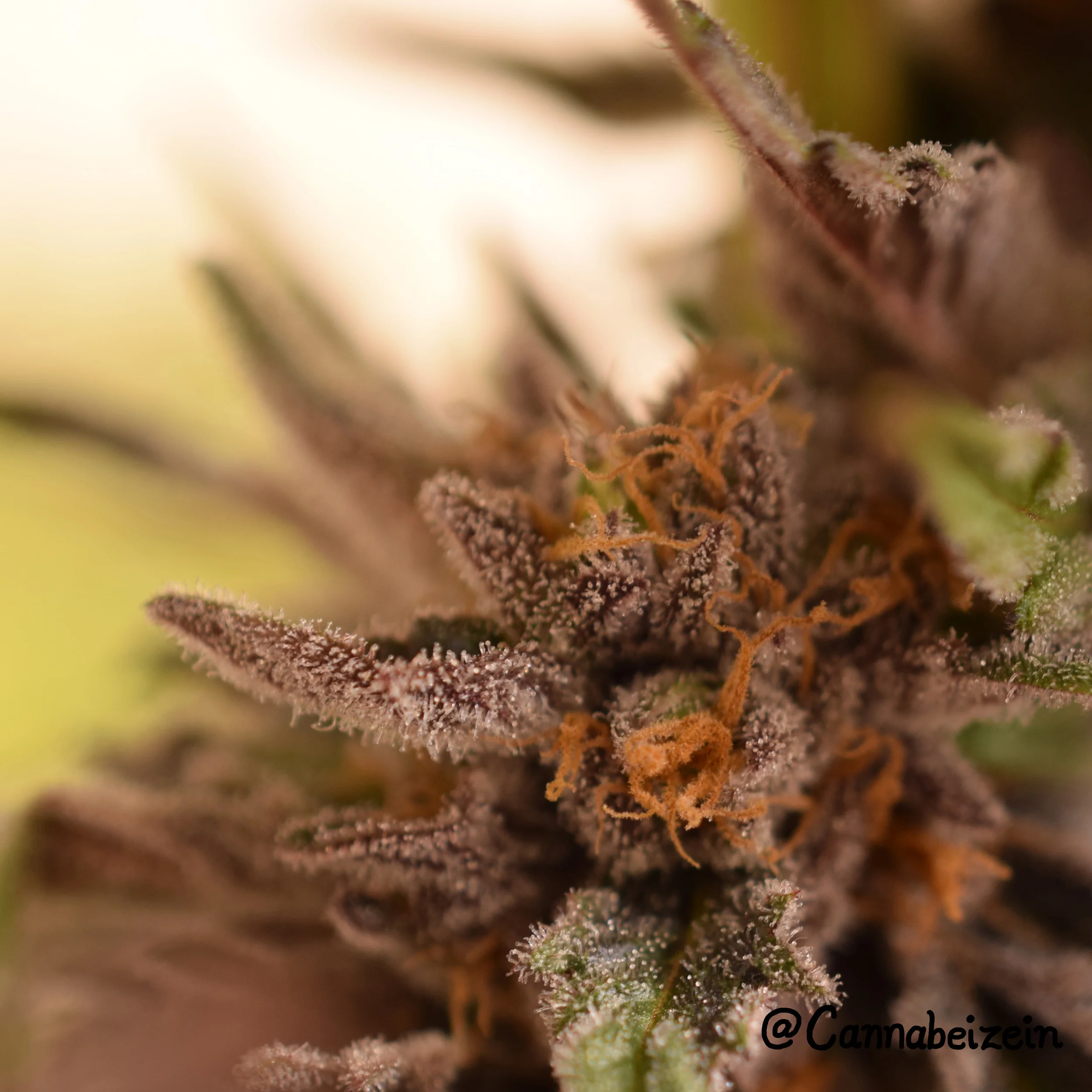 A Purple Phenotype of Tree of Life X Jesus OG