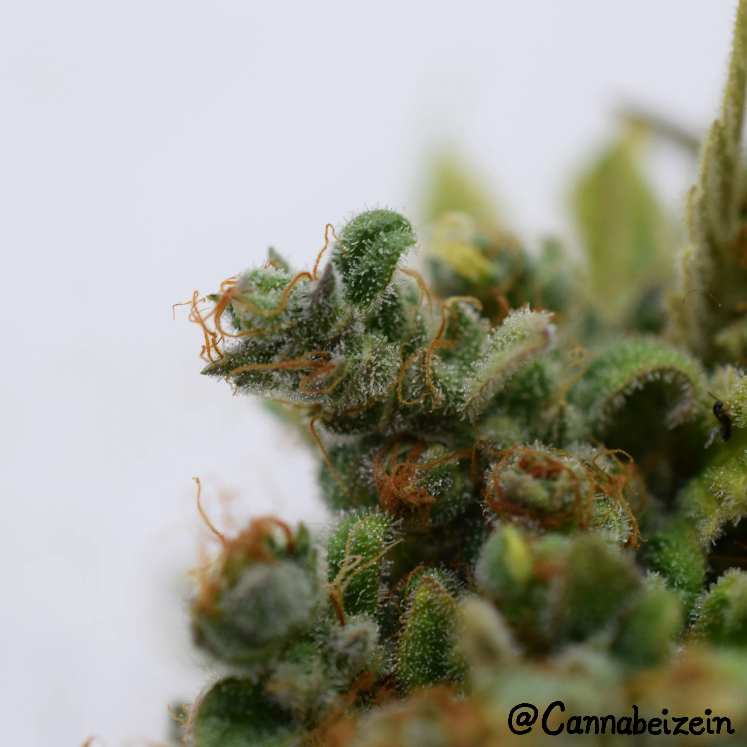 "Chuy" Tree of Life X Jesus OG