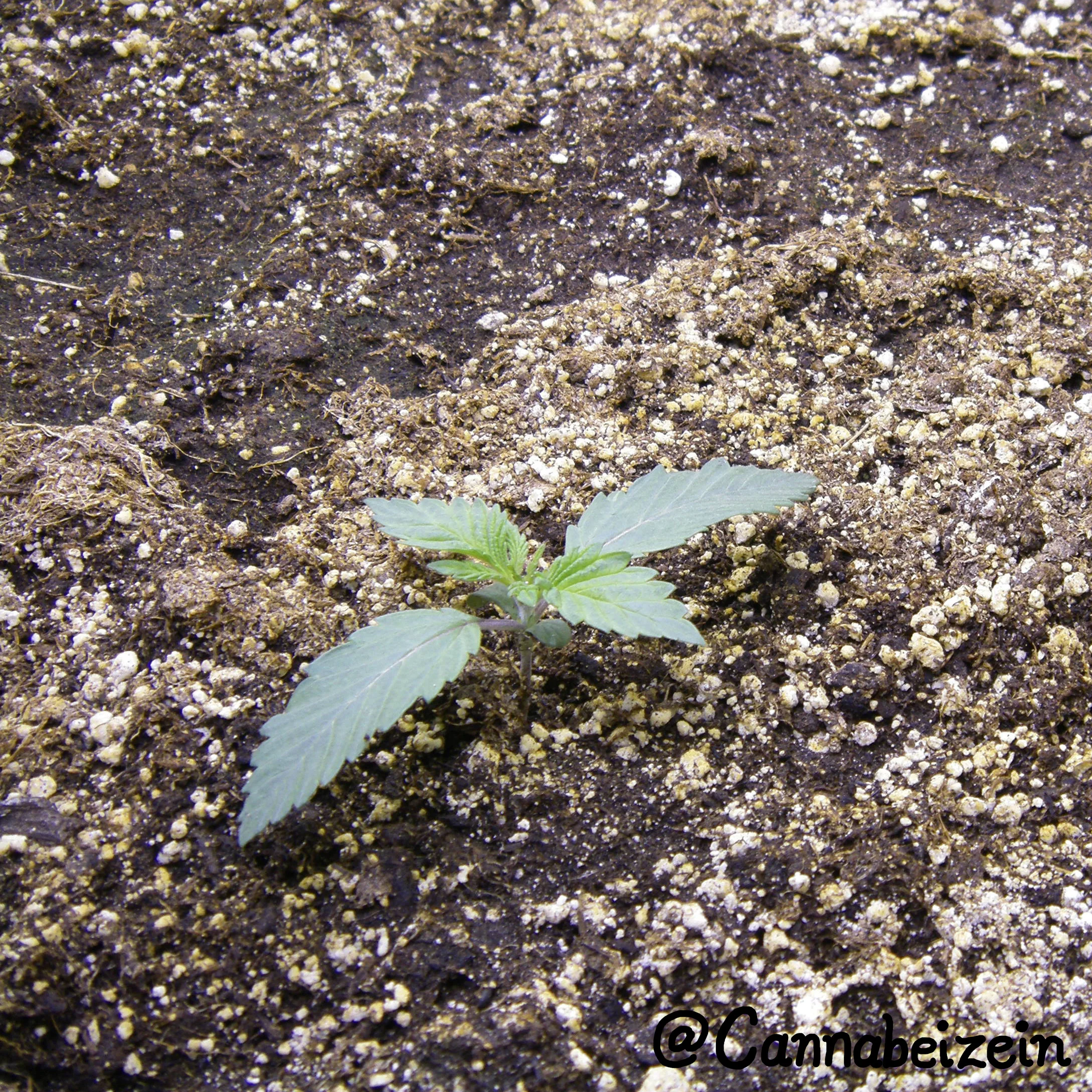 Cannabeizein 0135 - Chuy Indoors 2015 Veg Day 13 copy.jpg