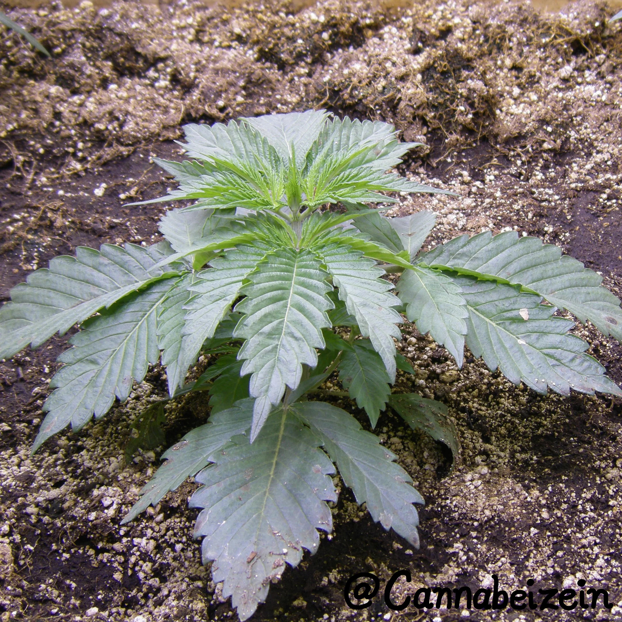 Cannabeizein 0138 - Chuy Indoors 2015 Veg Day 26 copy.jpg