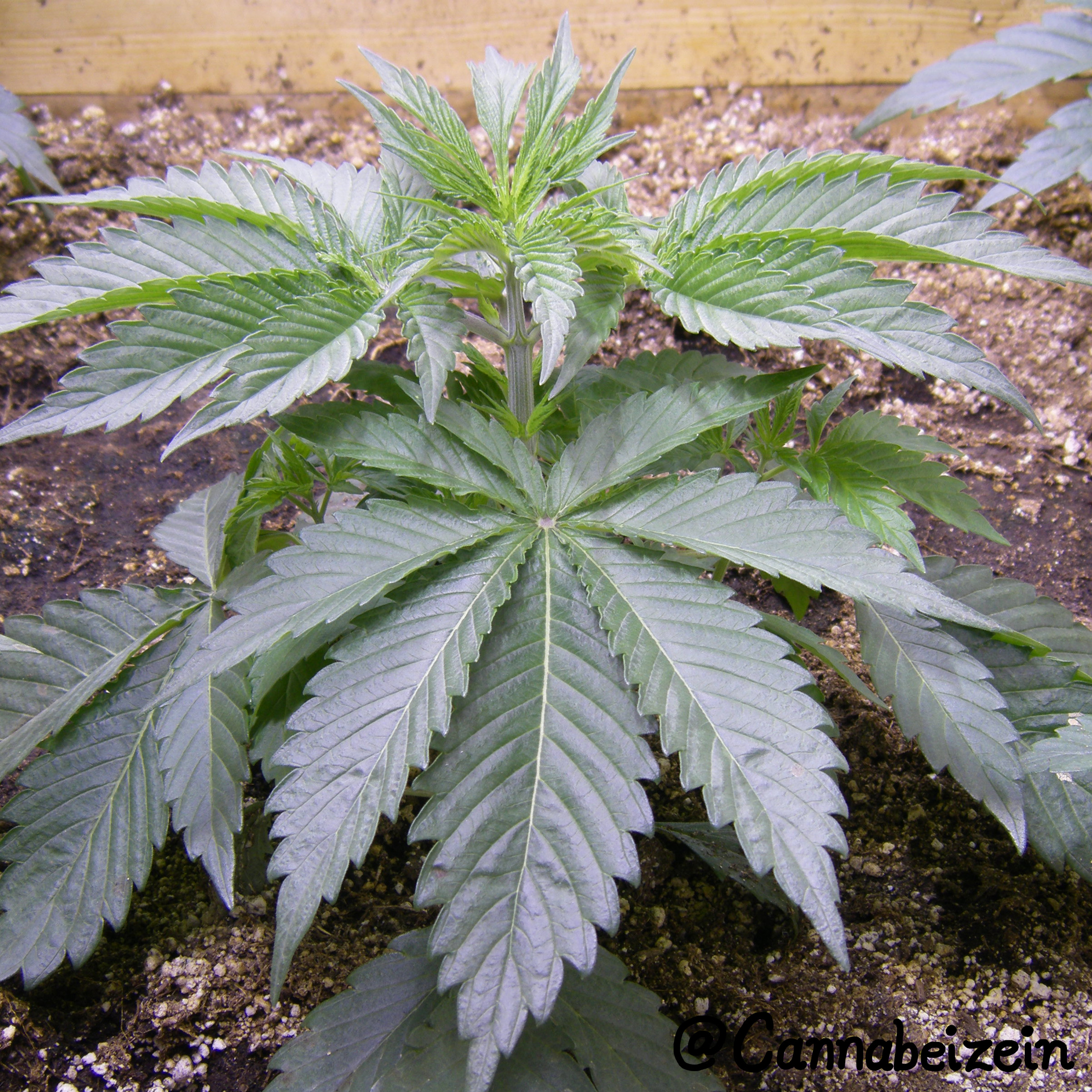 Cannabeizein 0139 - Chuy Indoors 2015 Veg Day 29 copy.jpg